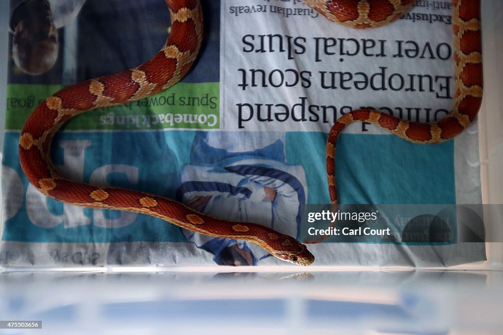 RSPCA Reveal The Exotic Pets They Rescue