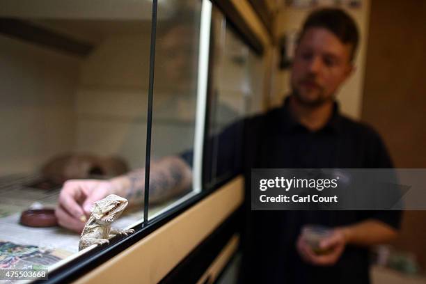Reptile Rescue Coordinator Tom Bunsell feeds a Bearded Dragon at the Royal Society for the Prevention of Cruelty to Animals reptile rescue centre on...