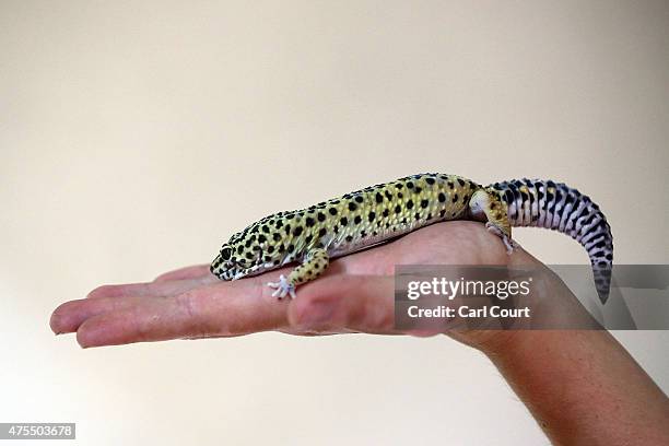 Leopard Gecko is handled at the Royal Society for the Prevention of Cruelty to Animals reptile rescue centre on May 29, 2015 in Brighton, England....