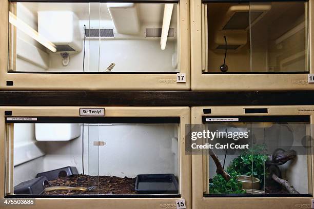 Tanks containing a Bearded Dragon , a White Lipped Python and a Cuban Knight Anole are stacked at the Royal Society for the Prevention of Cruelty to...