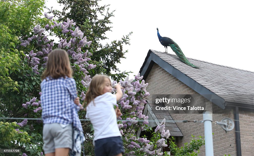 Peacock on the loose