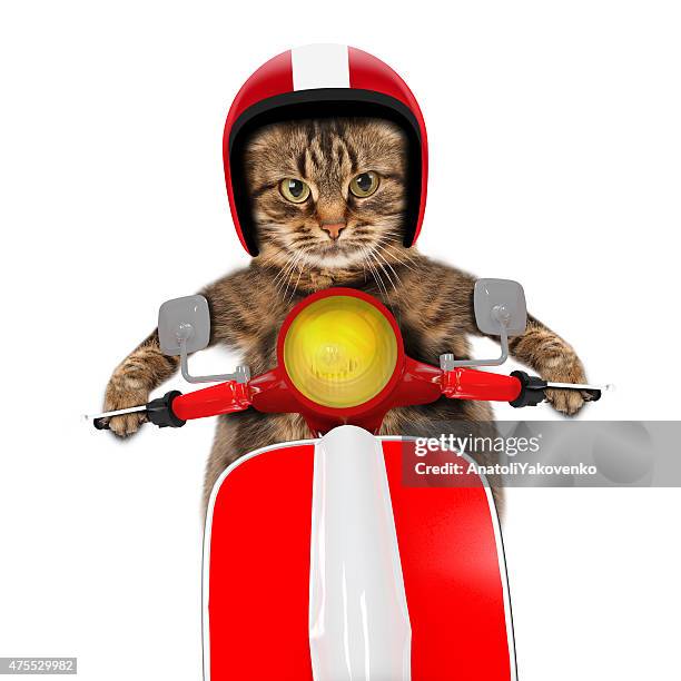 funny cat driving a moped