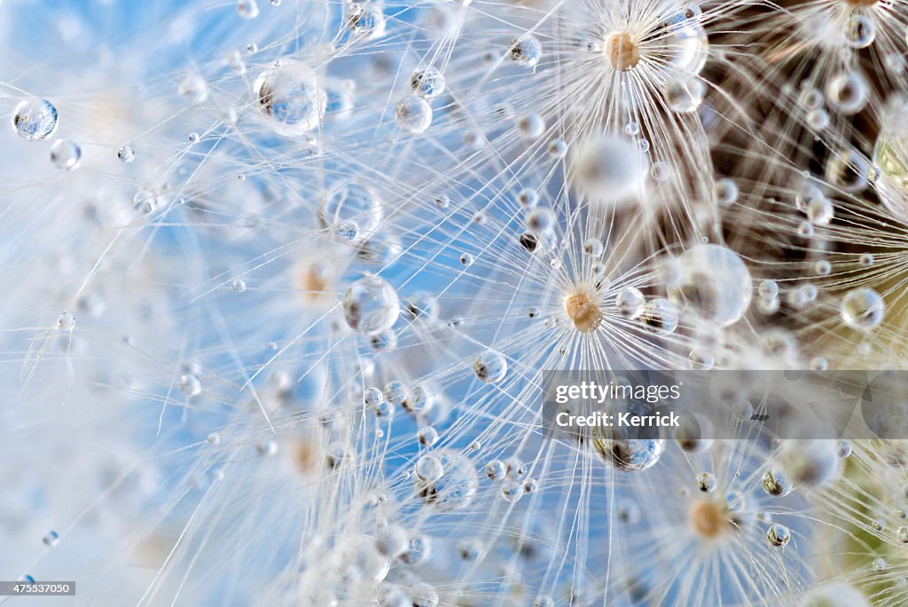 Dandelion and dew drops - Abstract Macro like alien landscape