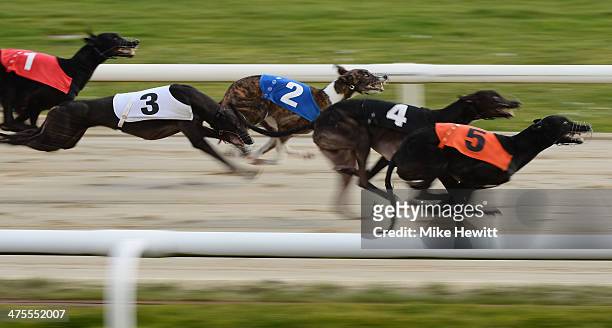 Dogs compete in the sixth race at the Coral Brighton and Hove Greyhound stadium on February 28, 2014 in Brighton, England.