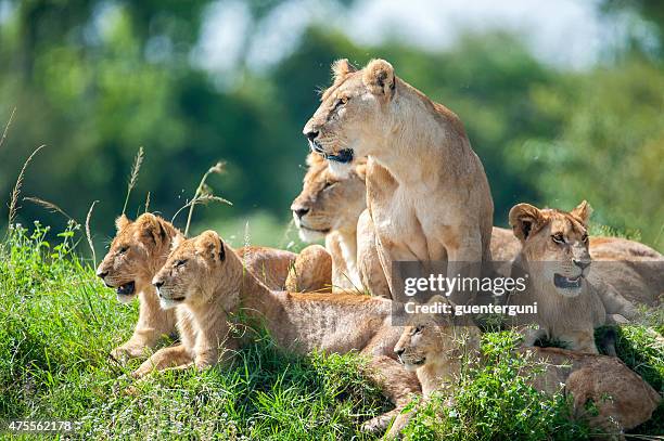 löwin mit cubs im grünen ebenen von masai mara - löwin stock-fotos und bilder