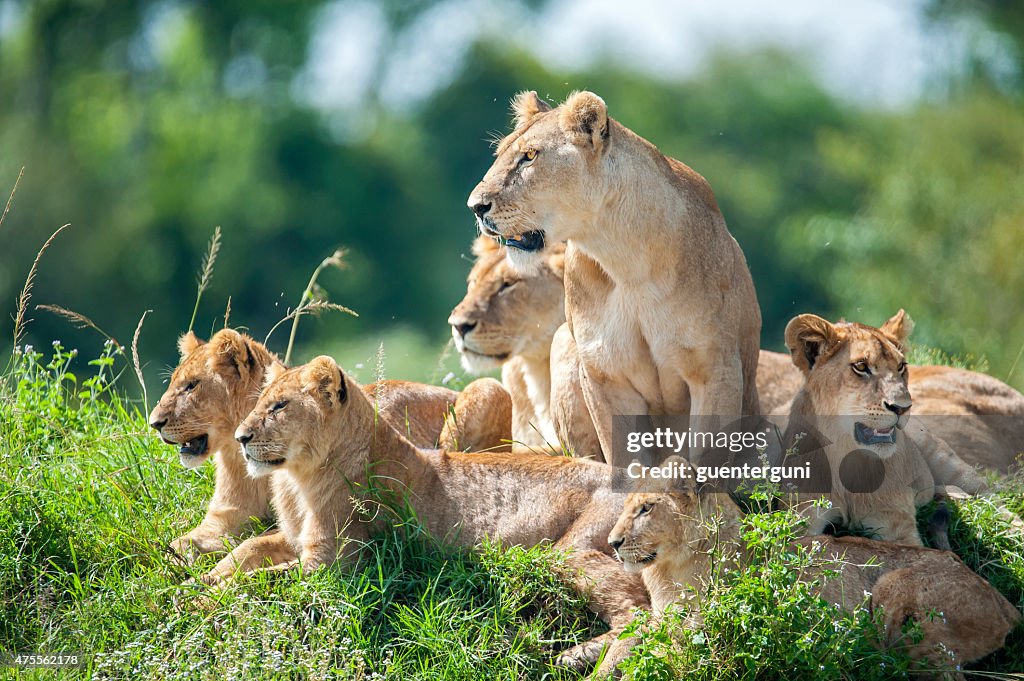 Lioness with cubs in the green plains of Masai Mara