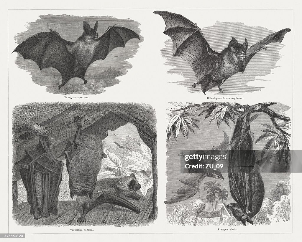 Bats (Chiroptera), wood engravings, published in 1876