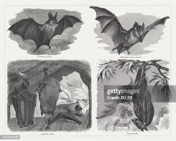 bats (chiroptera), wood engravings, published in 1876 - noctule bat stock illustrations