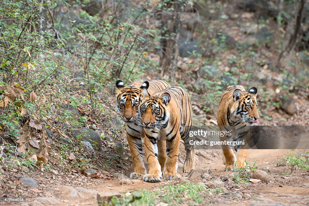 Bengal tigers (Panthera tigris tigris) in Ranthambhore National Park