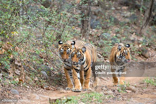 bengal tigers (panthera tigris tigris) in ranthambhore national park - tigers 3 2 stock pictures, royalty-free photos & images