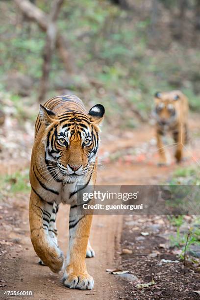 bengal tigers (panthera tigris tigris) in ranthambhore national park - ranthambore national park bildbanksfoton och bilder