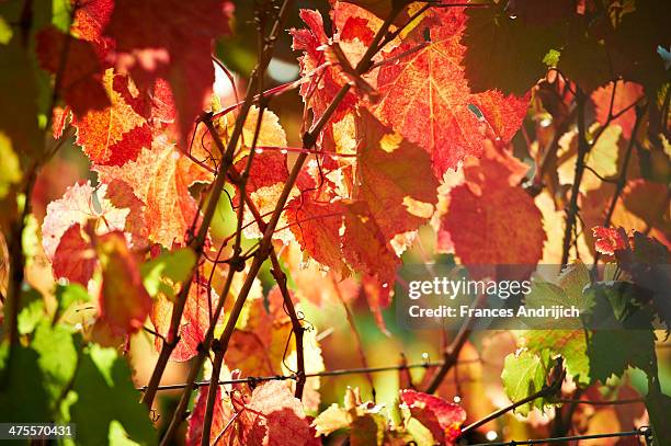autumn vineyard - margaret river winery stock pictures, royalty-free photos & images