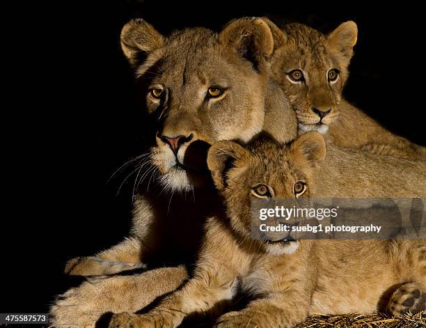 lion family - lion cub stock-fotos und bilder