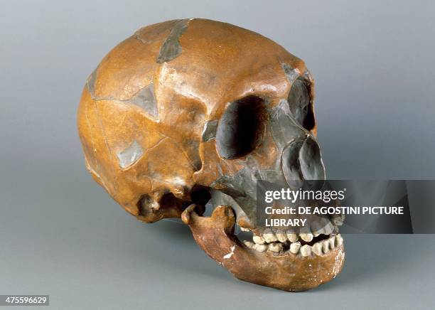 Reconstruction of a skull of Homo sapiens neanderthalensis, from Dordogne, France. Paleolithic era. Firenze, Museo Di Storia Naturale...