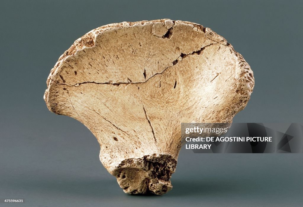 Australopithecus Rib Cage Reconstruction of a pelvic bone of Australopithecus africanus, from ...