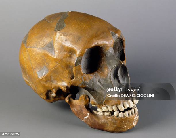 Skull of Homo sapiens . Paleolithic era.