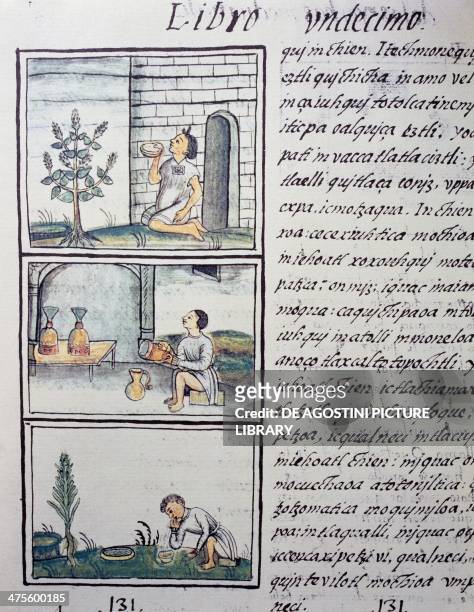 Edible plants, page from Book XI of the Florentine Codex, bilingual version in Spanish and Nahuatl, General History of the Things of New Spain , by...
