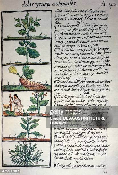 Medicinal plants, text in Nahuati, from the facsimile of the manuscript General History of the Things of New Spain, also known as the Florentine...