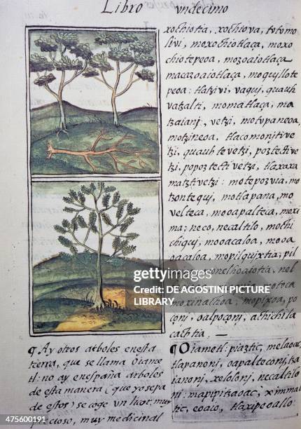 Trees, wild cypresses and firs, page from the Florentine Codex, bilingual version in Spanish and Nahuatl, General History of the Things of New Spain...