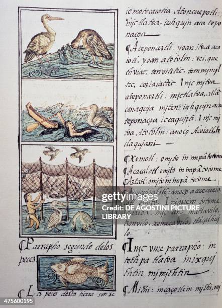 Bird hunting of the lake, page from the Florentine Codex, bilingual version in Spanish and Nahuatl, General History of the Things of New Spain , by...