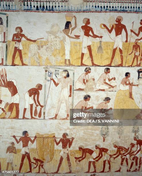 Harvesting the crop, threshing and winnowing of the grain, detail from the frescoes in the vestibule of the Tomb of Menna, Sheikh Abd el Qurnah...