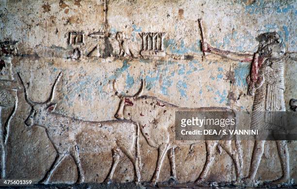 Agricultural scene with oxen, relief from the vestibule of the tomb of Petosiris, necropolis of Khmun , Tuna el-Gebel, Egypt. Egyptian civilisation,...