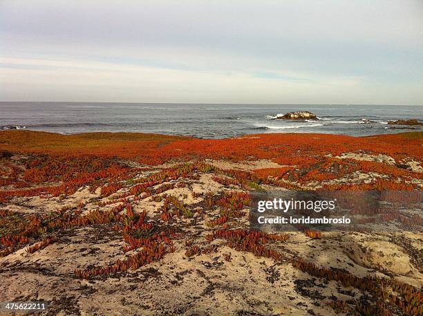 166 Asilomar State Beach Stock Photos, HighRes Pictures, and Images