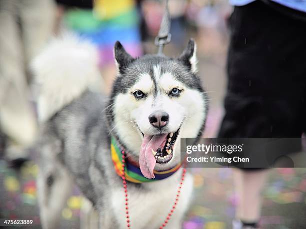 walking the dog - dog parade stock pictures, royalty-free photos & images