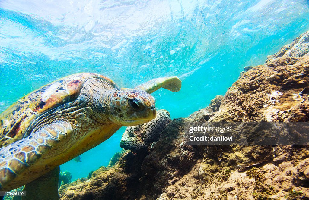 The green sea turtle (Chelonia mydas), Hikkaduwa.