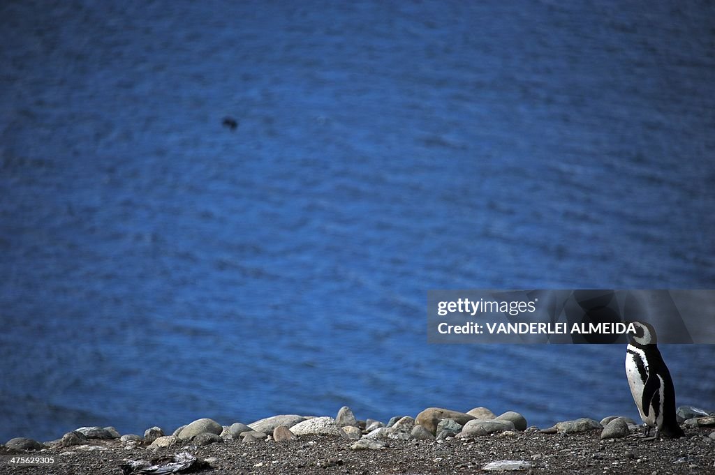 CHILE-MAGDALENA ISLAND-PENGUINS