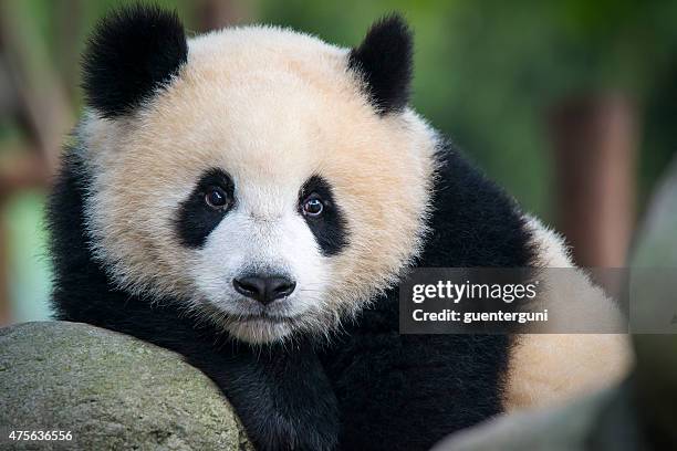 giant panda bear  (ailuropoda melanoleuca) - panda animal stock pictures, royalty-free photos & images