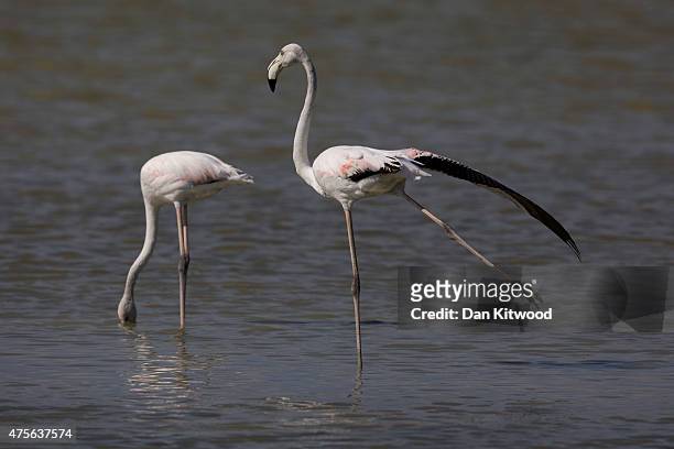 Flamingos gather on a salt pan on June 2, 2015 in Kos, Greece. Migrants are continuing to arrive on the Greek Island of Kos from Turkey who's...