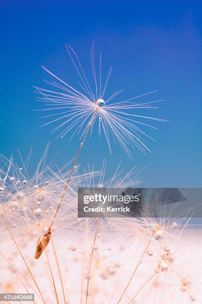 ein löwenzahn samen mit tau " - löwenzahn-samen stock-fotos und bilder