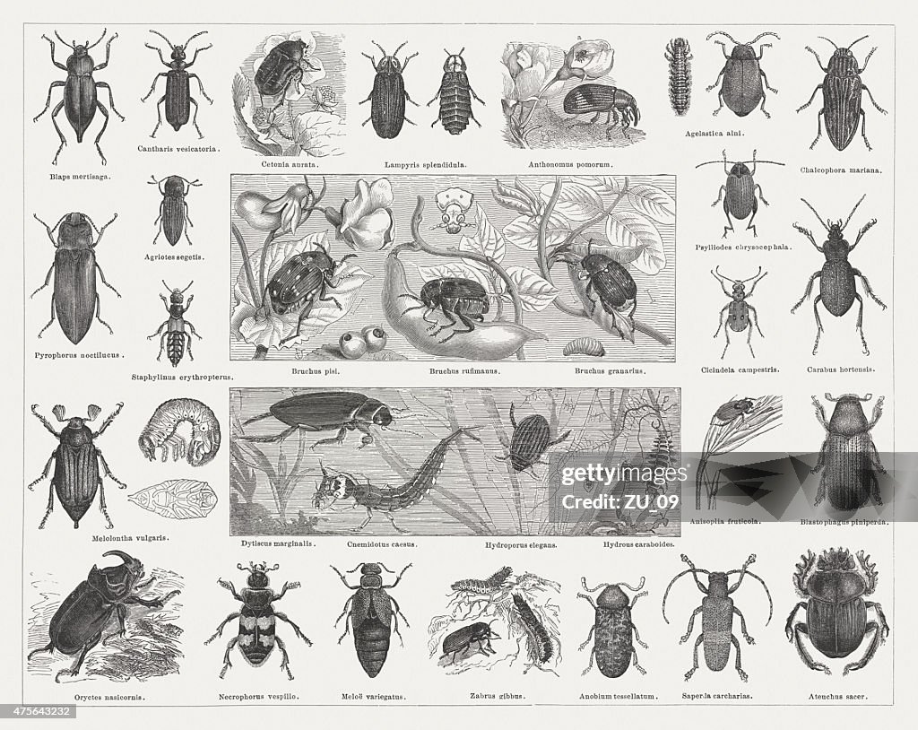 Beetles, wood engravings, published in 1876