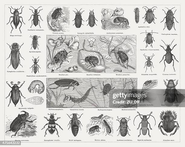 beetles, wood engravings, published in 1876 - burying beetle stock illustrations