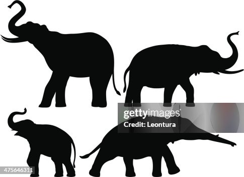 Elephants Elephants