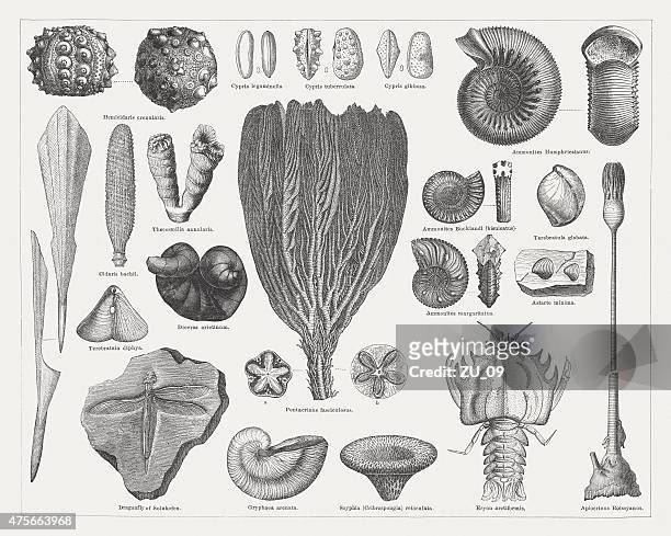 illustrations, cliparts, dessins animés et icônes de fossiles du jurassique, publié en 1876 - oursin de mer