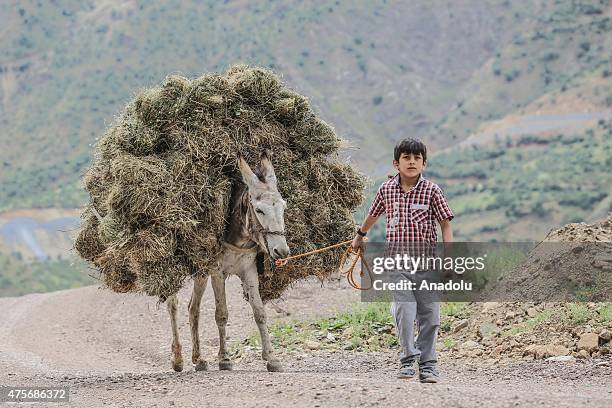 Boy and a donkey loaded with straw in a village of Hizan district of Turkey's Bitlis, Eastern Anatolia region on May 30, 2015. The houses in Hizan...