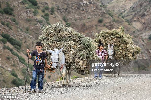 Boys and donkeys loaded with straw are seen in a village of Hizan district of Turkey's Bitlis, Eastern Anatolia region on May 30, 2015. The houses in...