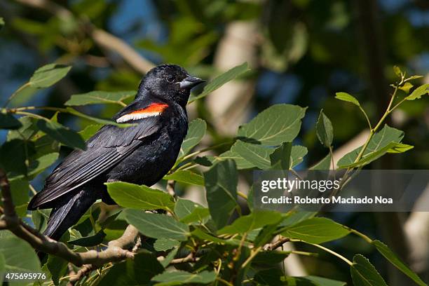 Red Winged bird perched in branch: The black bird with an orange stripe on the neck sits on a green branch of a tree.
