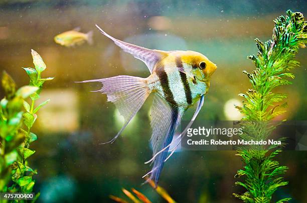Aquarium Scalare fish floating in the water between plants. Pterophyllum scalare, the species most commonly referred to as angelfish or freshwater...