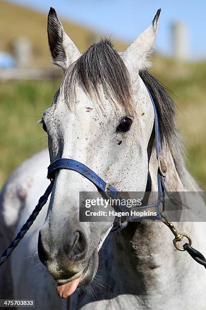 Horse looks on ahead of the Castlepoint Beach Races on March 1, 2014 in Masterton, New Zealand.