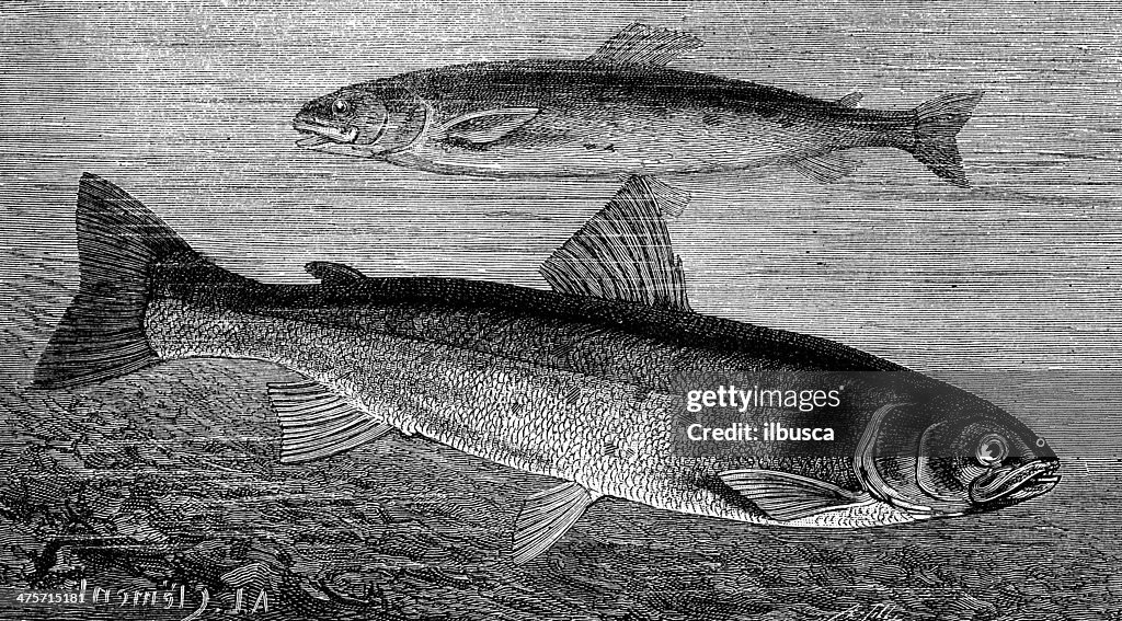 Antique illustration of Dordogne salmon