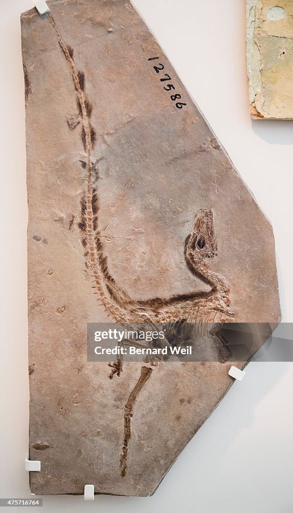 Dinosaur Skeletons And Artifacts At Royal Ontario Museum