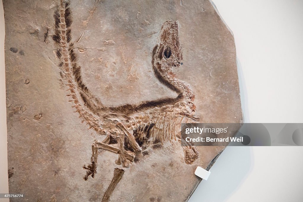 Dinosaur Skeletons And Artifacts At Royal Ontario Museum