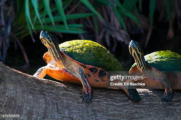 flordia red-bellied turtles sunning on a log - florida red bellied cooter stock pictures, royalty-free photos & images