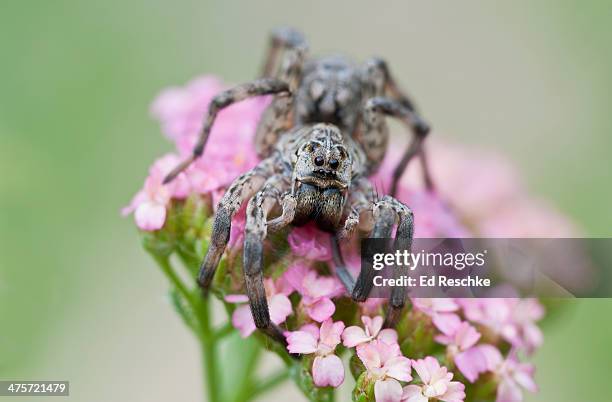 wolf spider showing 8 eyes, chelicerae and palps - 鋏角 ストックフォトと画像