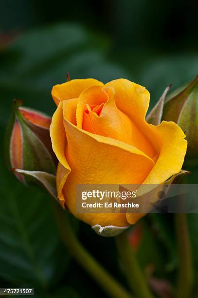 julia child rose--floribunda rose - julia reschke stock-fotos und bilder