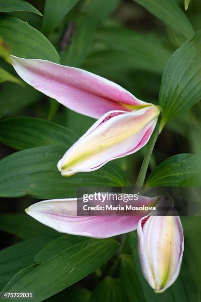 two synchronously opening lily flower buds - lilium orientale stock pictures, royalty-free photos & images