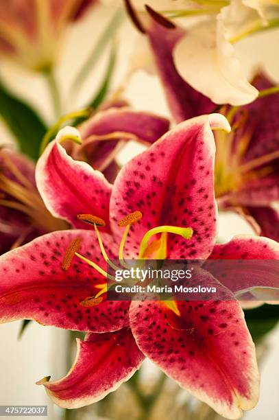 flower bouquet with oriental lily 'stargaizer' - lilium orientale stock pictures, royalty-free photos & images